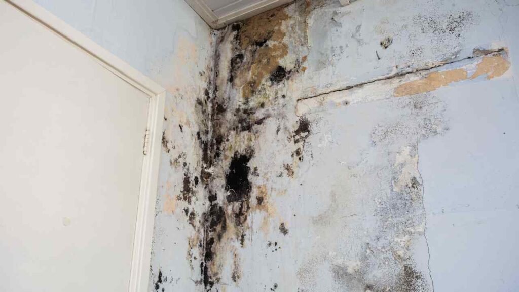mold inspection Houston TX 