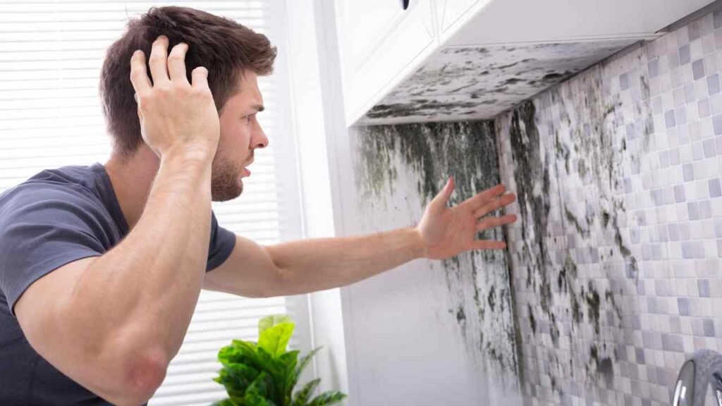 professional mold inspection 