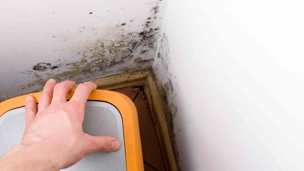 mold removal near me houston